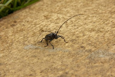 uzun bıyıklı siyah böcek işlenmemiş ahşap bir tahta üzerinde duruyor.