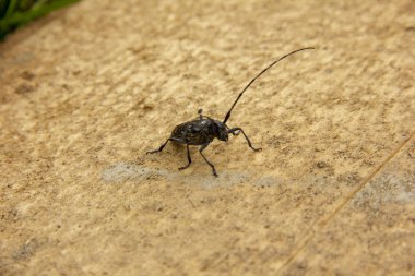 uzun bıyıklı siyah böcek işlenmemiş ahşap bir tahta üzerinde duruyor.