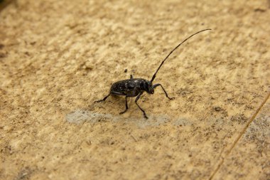 uzun bıyıklı siyah böcek işlenmemiş ahşap bir tahta üzerinde duruyor.