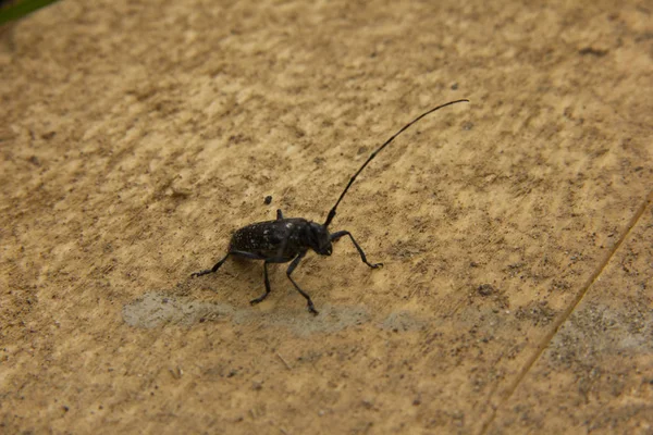 Black beetle with a long mustache stands on an unprocessed wooden board. — Stock Photo, Image