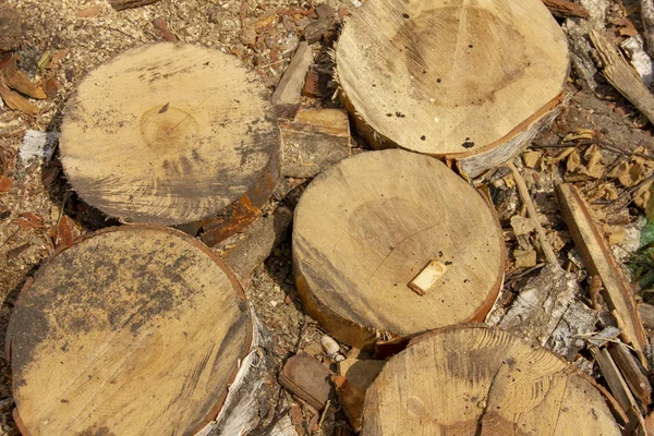 Basura en un aserradero. Troncos aserrados en círculos. Transformación forestal . — Foto de Stock