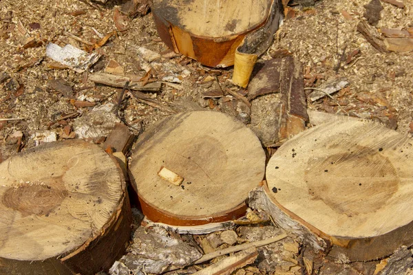 Basura en un aserradero. Troncos aserrados en círculos. Transformación forestal . — Foto de Stock