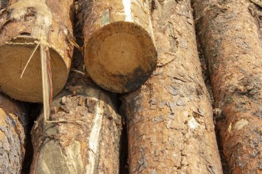 Kereste fabrikasında ki günlükler. biçilmiş iğne yapraklı ağaçlar bir yığın halinde yığılmış. Kaçak avcılık.