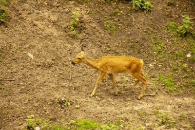 Doğada boynuzlu ve boynuzsuz geyikler. Memeliler ağaç yapraklarını yerler. Hayvanat bahçesindehayvanlar