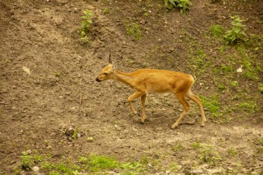 Doğada boynuzlu ve boynuzsuz geyikler. Memeliler ağaç yapraklarını yerler. Hayvanat bahçesindehayvanlar