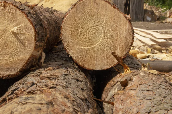 Troncos en un aserradero. árboles de coníferas aserradas apiladas en una pila. Caza furtiva . — Foto de Stock