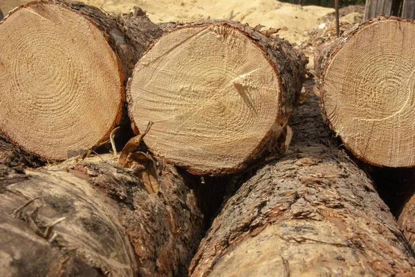 Troncos en un aserradero. árboles de coníferas aserradas apiladas en una pila. Caza furtiva . — Foto de Stock