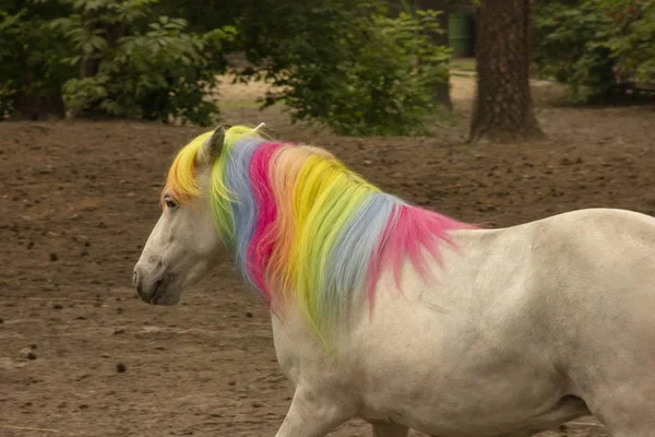 horse mane and tail painted in rainbow colors. Hypotherapy. pony in the paddock at the zoo.