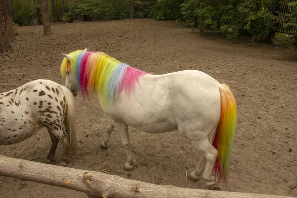 Pferdemähne und Schweif in Regenbogenfarben bemalt. Hypotherapie. Pony auf der Koppel im Zoo. — Stockfoto