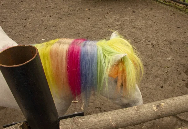 Horse mane and tail painted in rainbow colors. Hypotherapy. pony in the paddock at the zoo. — Stock Photo, Image