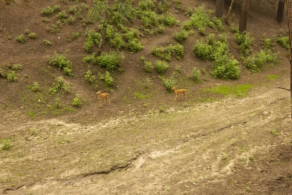 Hirsche mit und ohne Hörner in der Natur. Säugetiere fressen Blätter von Bäumen. Tiere im Zoo — Stockfoto