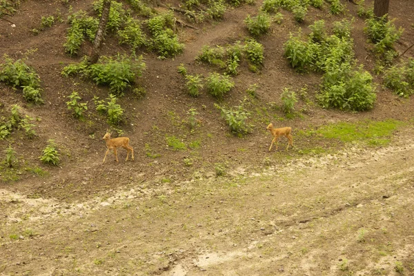 Hirsche mit und ohne Hörner in der Natur. Säugetiere fressen Blätter von Bäumen. Tiere im Zoo — Stockfoto