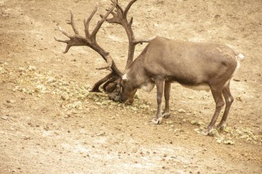 Doğada boynuzlu ve boynuzsuz geyikler. Memeliler ağaç yapraklarını yerler. Hayvanat bahçesindehayvanlar