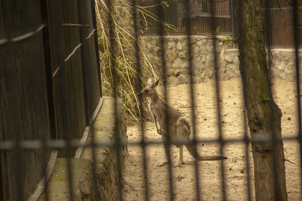 Kanguru ve bebek hayvanat bahçesinde. Kanguru esaret altında. Hayvanlar kilitli. — Stok fotoğraf