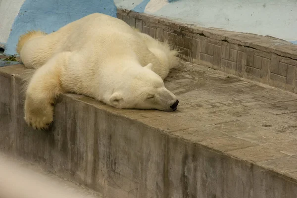 polar bear in captivity. bear sleeps on his belly in a zoo.