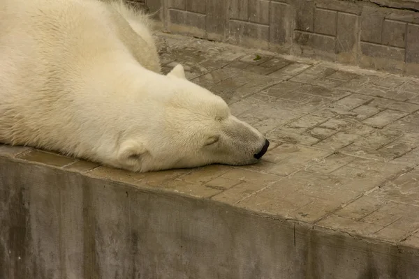 Oso polar en cautiverio. oso duerme boca abajo en un zoológico . — Foto de Stock