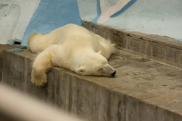 Polar bear in captivity. bear sleeps on his belly in a zoo. — Stock Photo, Image