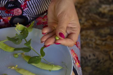 kadın elleri yeşil bezelye bakla açmak
