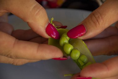 kadın elleri yeşil bezelye bakla açmak