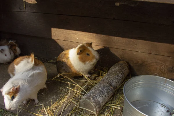 Los cobayas corren en una jaula al aire libre al aire libre — Foto de Stock