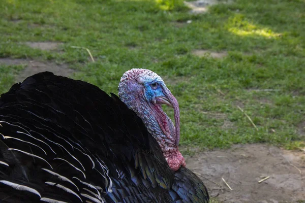 Портрет Дикой Индейки, Meleagris gallopavo, сине-красная голова. Животный мир от природы. Красно-голубая голова птицы. Чёрная оперённая птица — стоковое фото