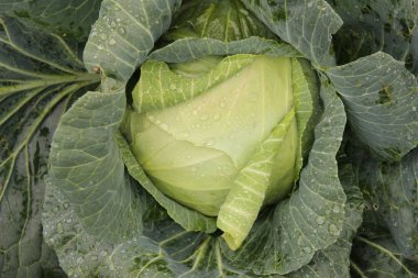 Bahçedeki beyaz lahana, çiy damlasının yaprakları üzerinde. Sonbahar sebze hasadı