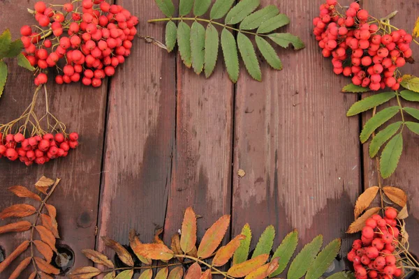 Cornice di bacche di sorbo e foglie di diversi colori su uno sfondo di legno. Posto per il testo. Sfondo autunno — Foto Stock