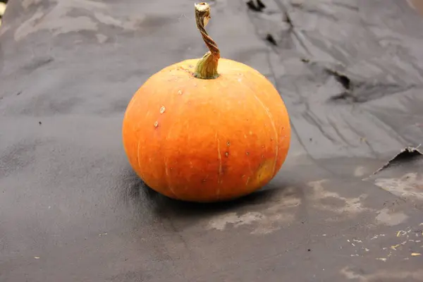 검은 배경에 호박. 가을의 수확 — 스톡 사진
