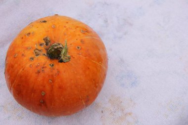 Beyaz arka planda bir balkabağı. Sonbahar hasat zamanı.