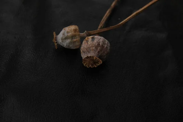 Siyah arkaplanda izole edilmiş tohumlu kurumuş başlıklar - haşhaş sapları — Stok fotoğraf