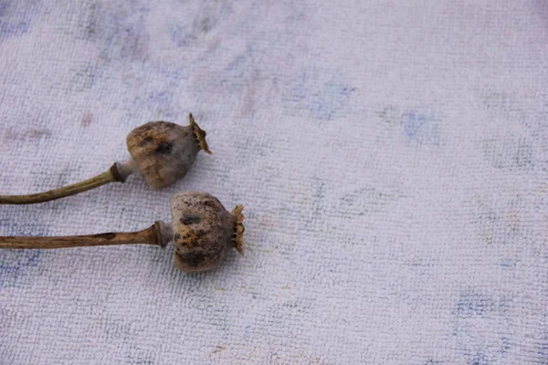 Sušené hlavy se semeny izolovanými na bílém pozadí - makové stonky — Stock fotografie