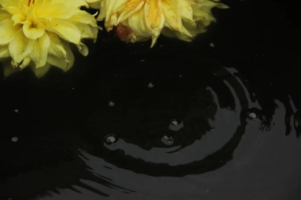 İki yıldız çiçeği karanlık suyun yüzeyinde yüzer. Bir damla düşer ve daireler suyla döner. — Stok fotoğraf