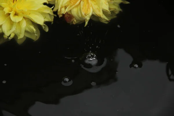 Deux fleurs de dahlia flottent à la surface de l'eau sombre. Une goutte tombe et les cercles vont sur l'eau — Photo