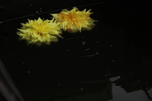 달 리아 꽃 두 개가 어두운 물 위에 떠다니고 있습니다. 떨어지고 돌고, 물 위를 돌아다닌다 — 스톡 사진