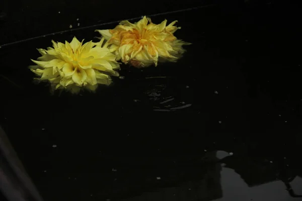 Deux fleurs de dahlia flottent à la surface de l'eau sombre. Une goutte tombe et les cercles vont sur l'eau — Photo