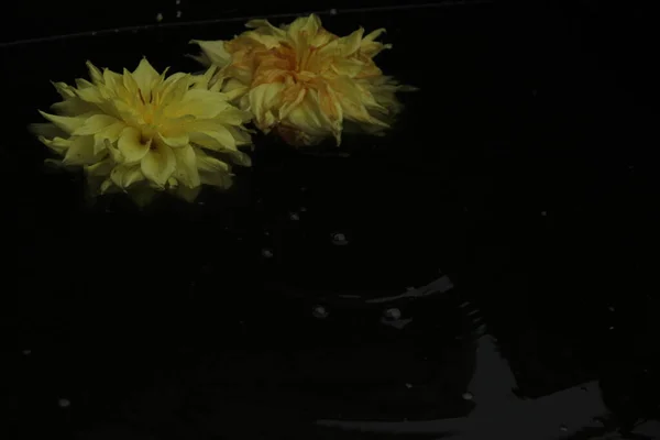 Zwei Dahlienblüten schwimmen auf der Oberfläche des dunklen Wassers. ein Tropfen fällt und Kreise gehen auf Wasser — Stockfoto