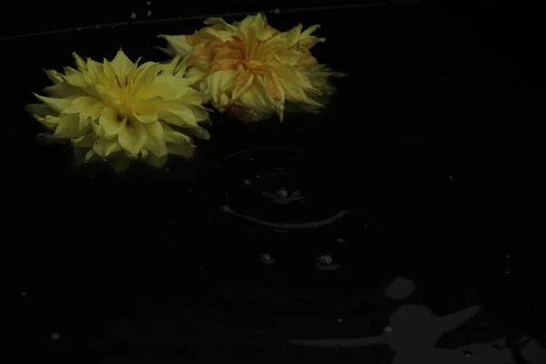 Дві квітки далії плавають на поверхні темної води. Падіння падає і круги йдуть на воду — стокове фото