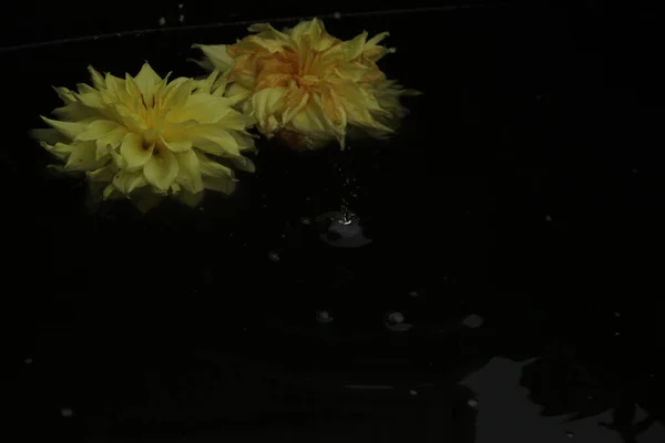 Deux fleurs de dahlia flottent à la surface de l'eau sombre. Une goutte tombe et les cercles vont sur l'eau — Photo