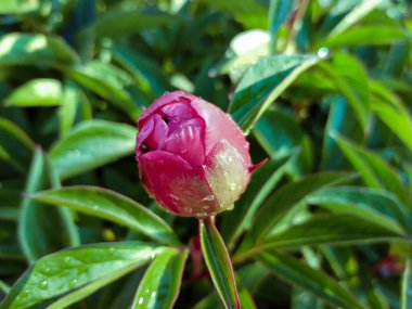 Karınca şakayık tomurcuğunun üzerinde sürünür. Kapalı bir çiçek damlasında çiy ya da yağmur damlalarında