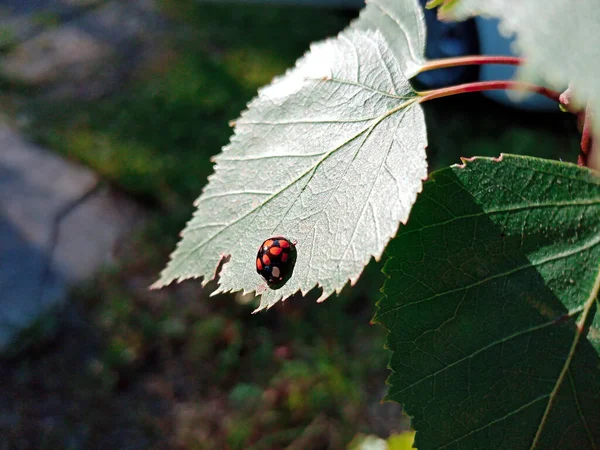 Mariquita se arrastra en la hoja de abedul verde en la luz del sol brillante — Foto de Stock