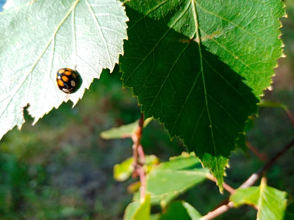 Mariquita se arrastra en la hoja de abedul verde en la luz del sol brillante — Foto de Stock