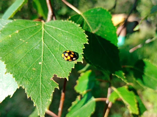 Ladybug crawls on green birch leaf in bright sunlight — Stock Photo, Image