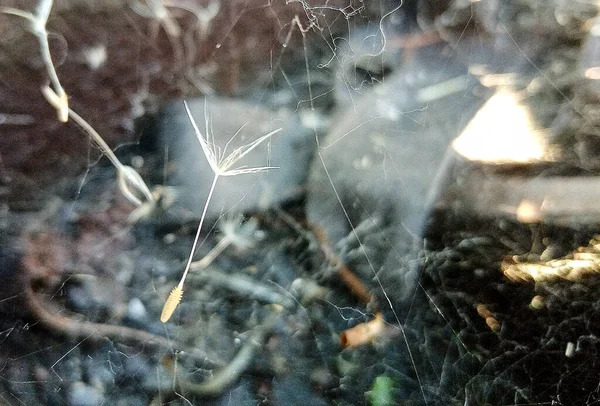 Pampelišková semínka jsou zaseklá v pavučině na pozadí rezavého kovu. — Stock fotografie