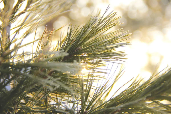 在寒冷的天气里，树枝在霜冻中吃东西。霜冻自然 — 图库照片