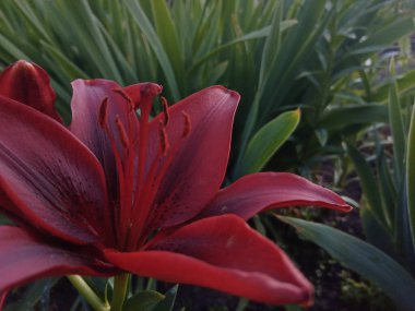 Burgonya zambağı açık hava bahçesinde.