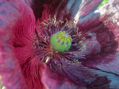 güzel mor gelincik çiçek kabuğu bahçede ya da tarlada