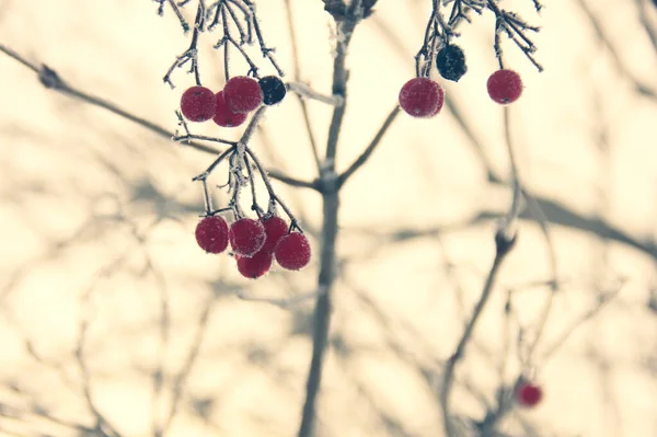 Die Beeren des Kaliums hängen in Trauben an den Zweigen im Licht der winterlichen Morgensonne. auf den Zweigen des Strauches. Die gefrorene Natur Sibiriens — Stockfoto