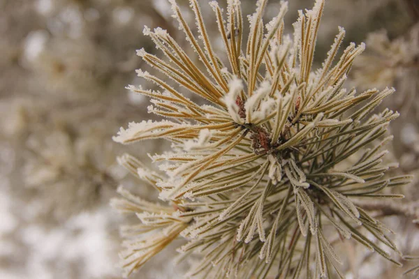 Os ramos comeram na geada no tempo congelante. geada congelou a natureza — Fotografia de Stock