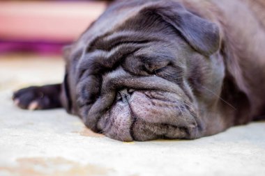 Siyah pug yerde uyuyor. Köpek dinleniyor