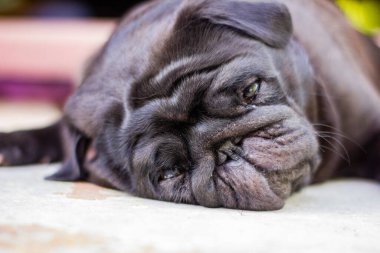 Köpek yerde yatıyor ve yalnız başına üzgün. Siyah pug çerçeveye bakıyor. Hayvan hastalığı.
